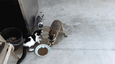 raccoon-steals-cat-food